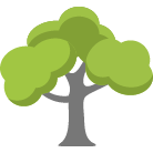 Dallas Trees Removal