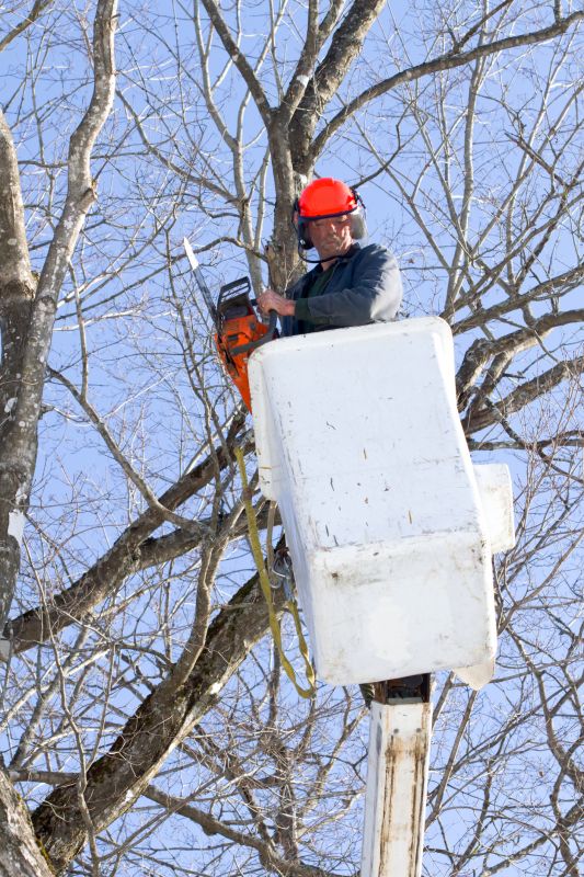 Cherry Tree Removal