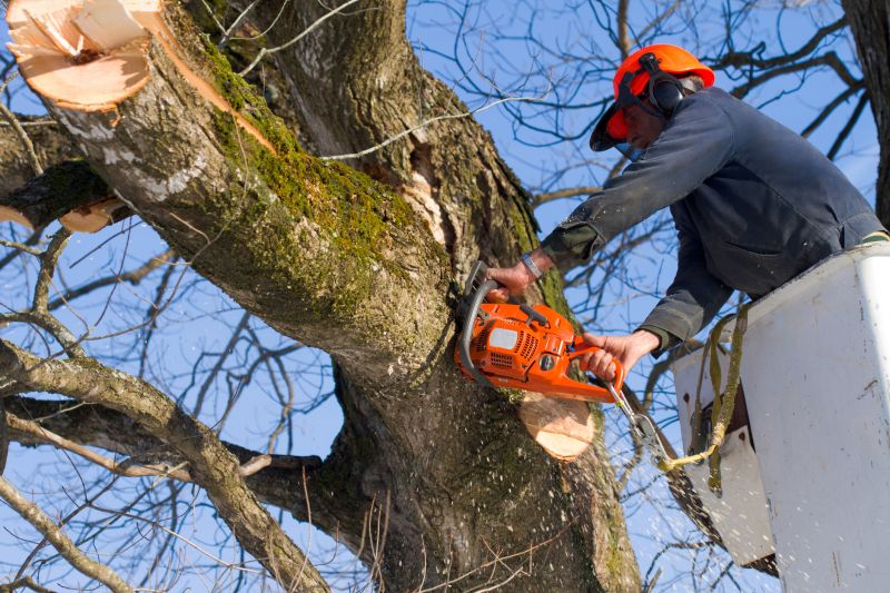 Dogwood Tree Removal