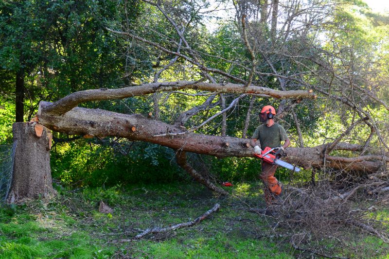 Summer Tree Removals