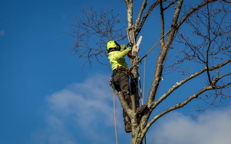 Tree Removal in Dormant Season
