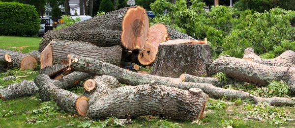 Large Tree Removal in Dallas