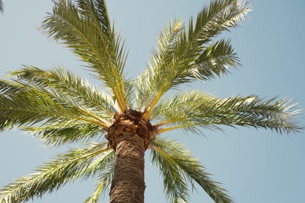 Palm Tree Removal in Dallas