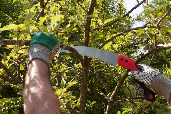 Small Tree Removal in Dallas