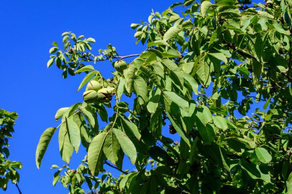 Walnut Tree Removal in Dallas