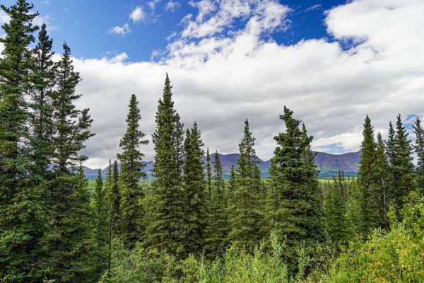 Spruce Tree Removal in Dallas