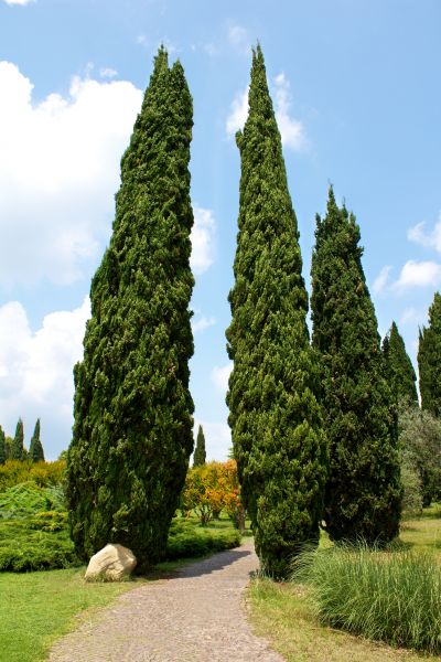 Cypress Tree Removal in Dallas