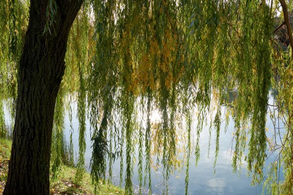 Willow Tree Removal in Dallas