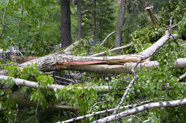 Birch Tree Removal in Dallas