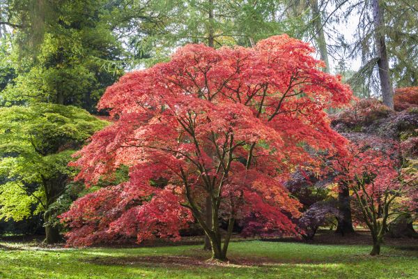 Maple Tree Removal in Dallas