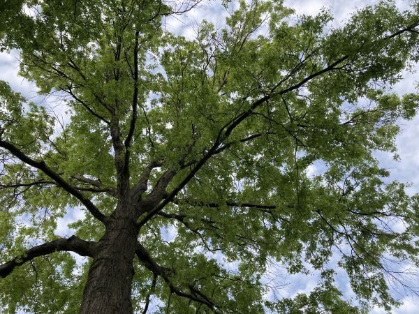 Oak Tree Removal in Dallas