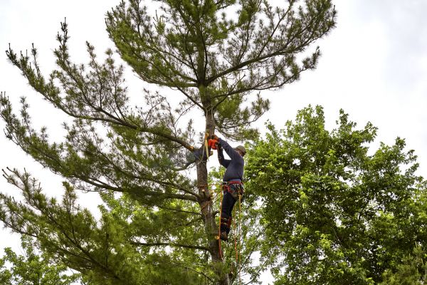 Pine Tree Removal in Dallas