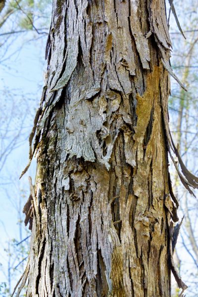 Hickory Tree Removal in Dallas