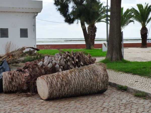 Palm Trees Removal in Dallas