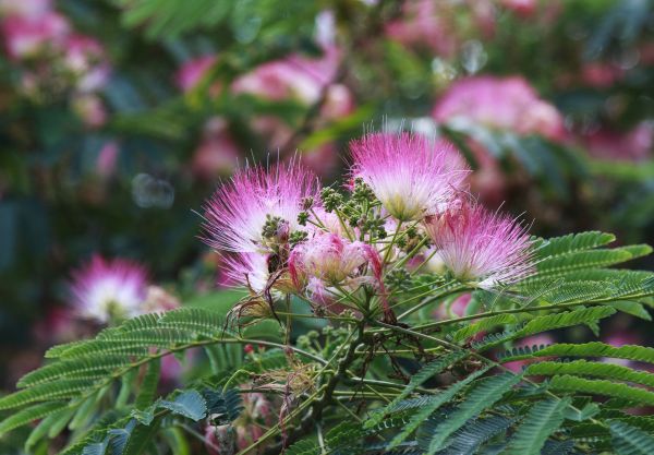Mimosa Tree Removal in Dallas