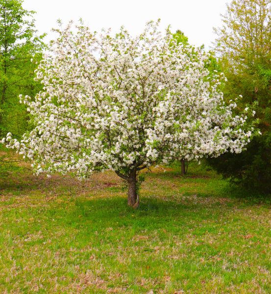 Dogwood Tree Removal in Dallas