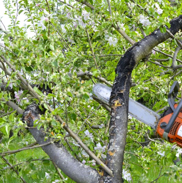 Apple Tree Removal in Dallas