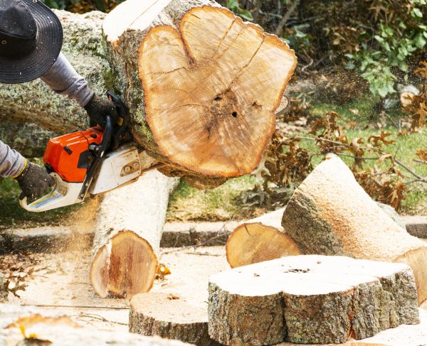 Tree Removal Service in Dallas