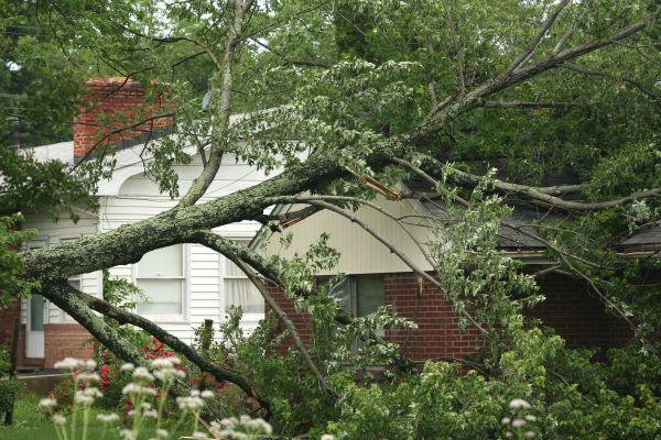 Emergency Tree Removal in Dallas