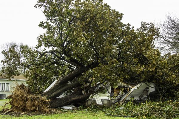 Fallen Tree Removal in Dallas