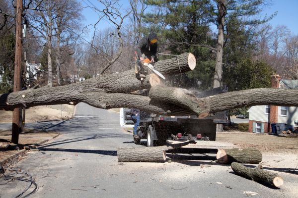 Residential Tree Removal in Dallas