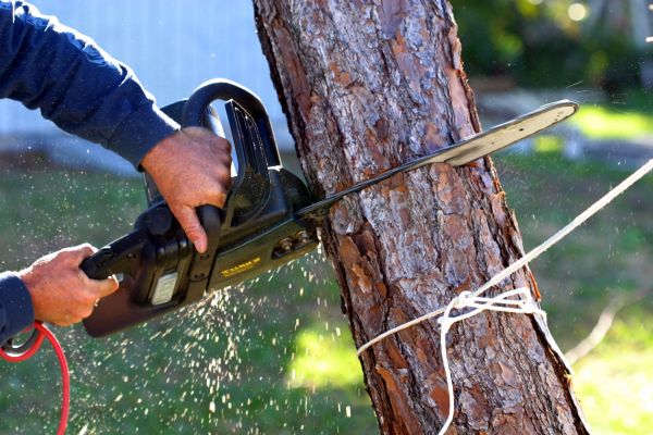 Dead Tree Removal in Dallas